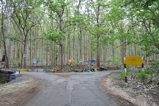  Kottachedu Teak Forest