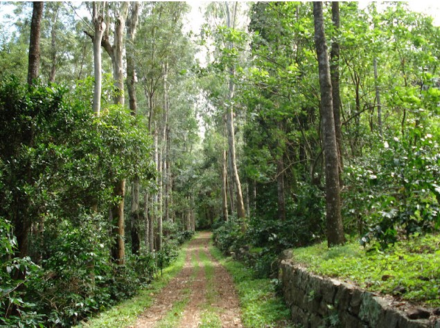 Adventure seekers trekking through the lush green forest trails of Mount Pico, Yercaud, surrounded by misty hills and rich wildlife